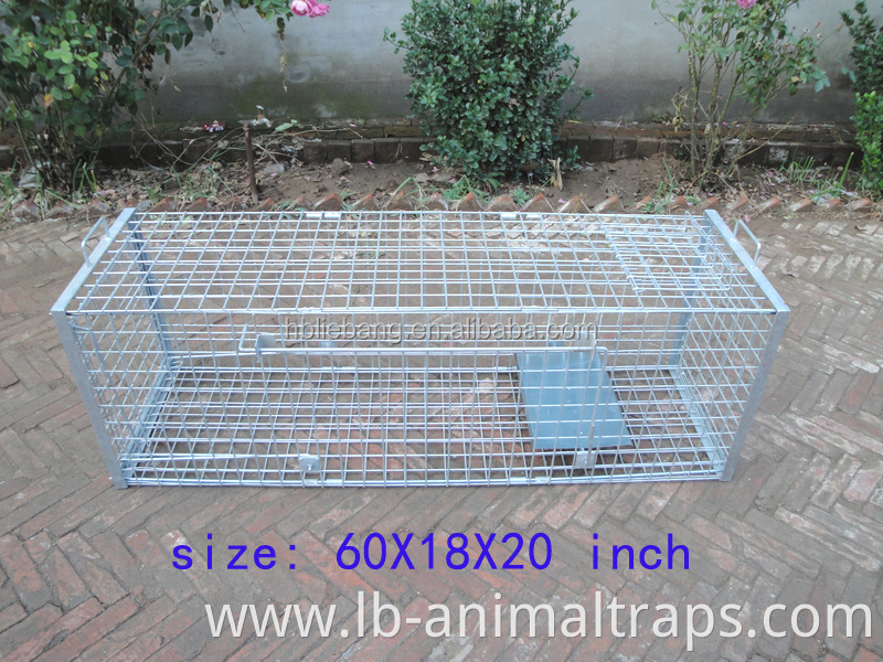 Humane Collapsible Live Animal Trap Cage Fox Traps For Sale